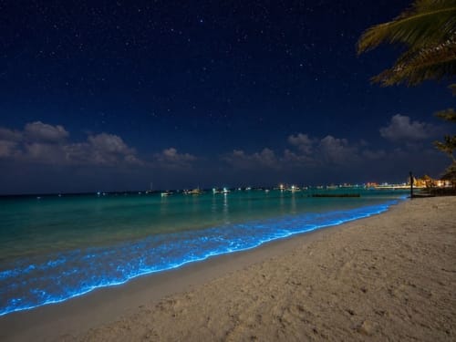 Playa estrellada en Hotel Holbox Centro con olas bioluminiscentes azules, palmeras y botes bajo el cielo nocturno