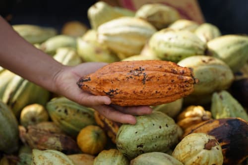 Main tenant une gousse de cacao mûre à la ferme Nomads Kodjoviakopé à Lomé, Togo