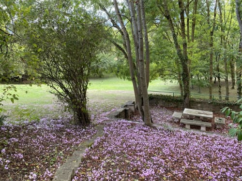 Ein Teppich aus violetten Blüten bedeckt den Waldboden unter hohen Bäumen auf dem Domaine de Bize, einem Familiengut in Mirepoix, Ariège.