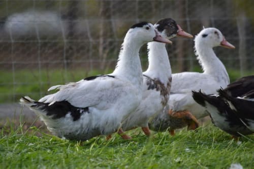 Canards blancs pâturant sur l'herbe aux Gîtes de Pétroriis à Boulazac, France