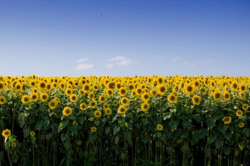 Vaste champ de tournesols sous ciel bleu près de Boulazac, France