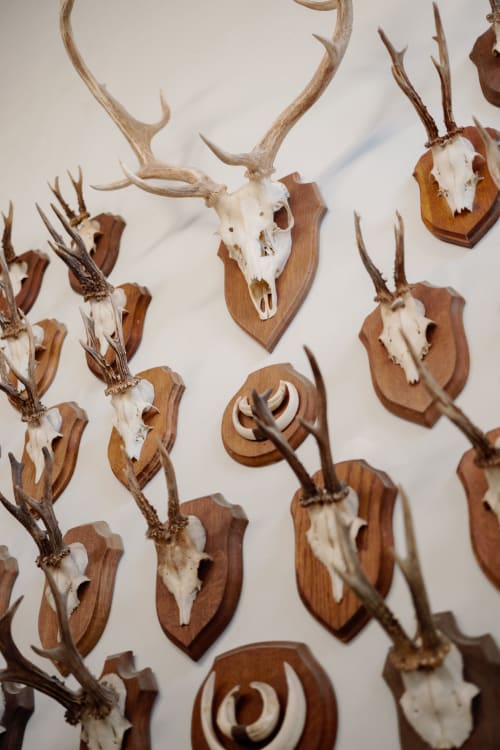 Trophy deer skulls with antlers mounted on wooden plaques at Castanea Business & Suites, Merelbeke