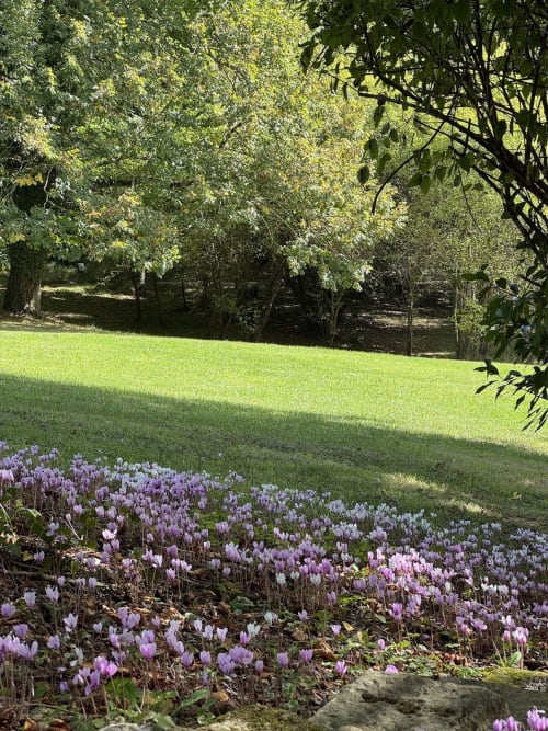 Blühende violette Alpenveilchen im sonnigen Garten der Domaine de Bize in Mirepoix mit gepflegtem Rasen und Baumkrone