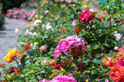 Magnifiques roses épanouies au jardin de La Grange Aux Etangs à Sennely, France, avec des fleurs roses, rouges et jaunes parmi la verdure