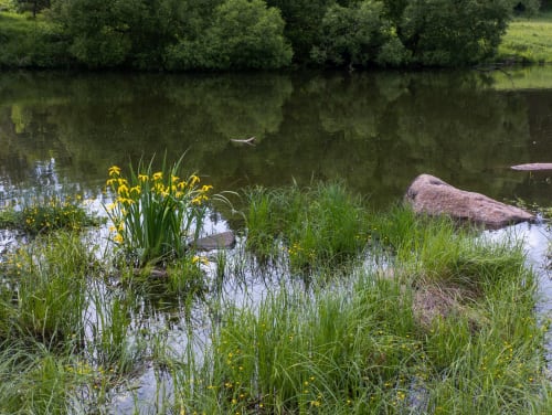 Un étang tranquille à La Grange Aux Etangs, Sennely avec fleurs jaunes, roches et berges boisées se reflétant dans l'eau