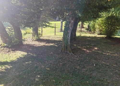 Allée ombragée aux Gîtes De Petrocoriis avec arbres couverts de mousse et prairie dégagée