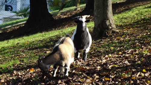 Deux chèvres dans le jardin du gîte Les Gites De Petrocoriis à Boulazac, France