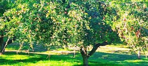 Verger verdoyant avec des fruitiers aux Gites De Petrocoriis à Boulazac, France