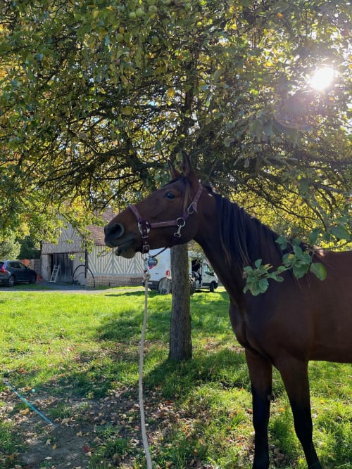 Donkerbruine paard vastgebonden onder een bladrijke boom in de tuin van Domaine de Blanvatel, Saint Pierre en Auge