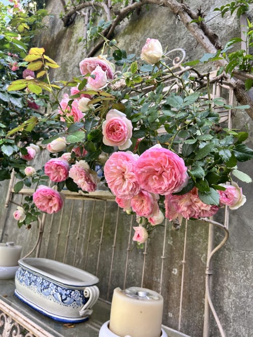 Rose da giardino rosa in fiore sul balcone di Relais Palazzo Cacace a Meta di Sorrento, con vaso in ceramica e terrazza in pietra