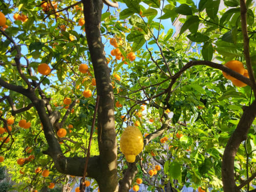 Rigogliosi alberi di limoni e arance nel giardino del Relais Palazzo Cacace a Meta di Sorrento