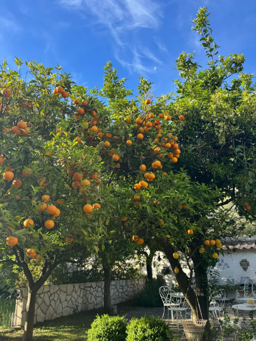 Rigogliosi aranci carichi di frutti nel giardino del Relais Palazzo Cacace di Meta di Sorrento, con zona lounge sottostante