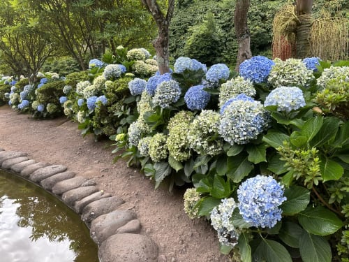 Blooming hydrangeas in white and blue cluster along a stone-edged pond at Golden Mermaid Villa, Ribeirinha