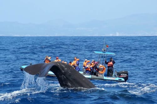 Whale watching excursion in Ribeirinha, PT with tour boats and marine wildlife viewing