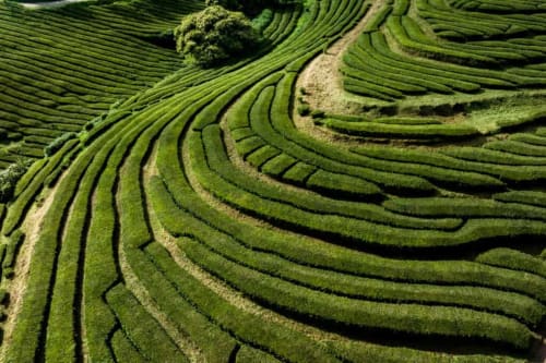 Lush green terraced tea fields in Ribeirinha, Portugal near Golden Mermaid Villa