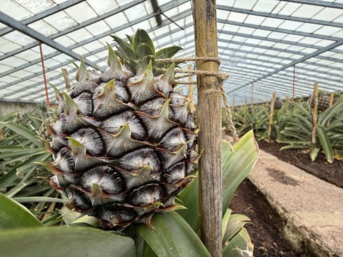 Black pineapple fruit in greenhouse at Golden Mermaid Villa, Ribeirinha Portugal