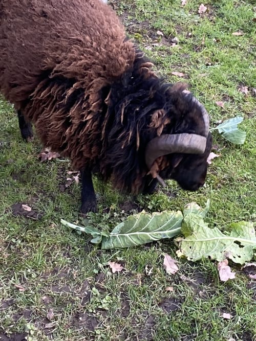 Chien brun broutant dans le jardin du Petit Moulin, gîte à Pouzauges en France