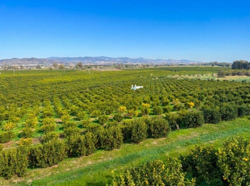 Amplio huerto de aguacates cerca de Alhaurín de la Torre con montañas a lo lejos y una casa de campo blanca visible entre