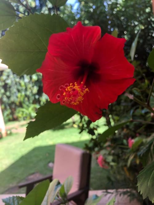 Vibrant red hibiscus flower blooming in garden at NOMADS EN BORD DE MER, Lomé