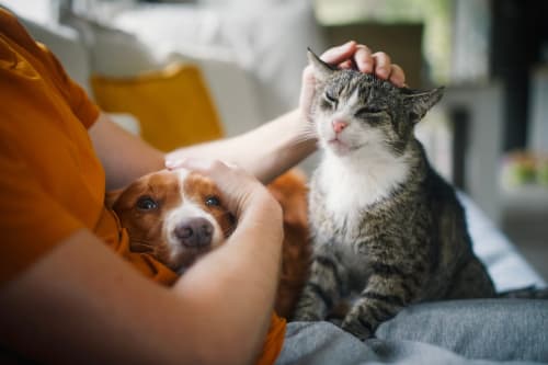 Personne caressant un chat tigré et un chien marron à La Maison de Barlest, gîte accueillant les animaux de compagnie à Barlest, France