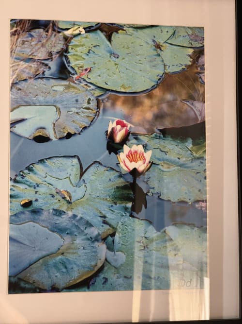 Water lilies blooming in pond at Au Bois Dormant B&B, Hesdin-la-Forêt, France