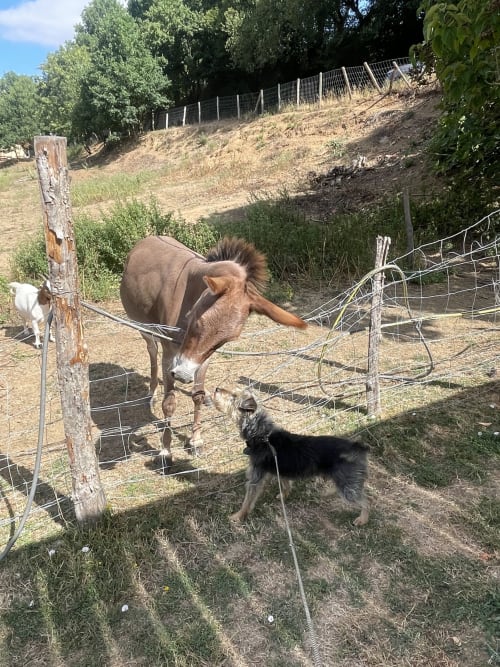 Chèvres qui pâturent dans un enclos rural de la ferme Le Petit Moulin à Pouzauges, France