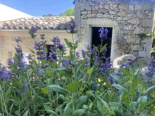 Lavanda viola in fiore davanti alla villa in pietra tradizionale Ificumori a Modica, Italia