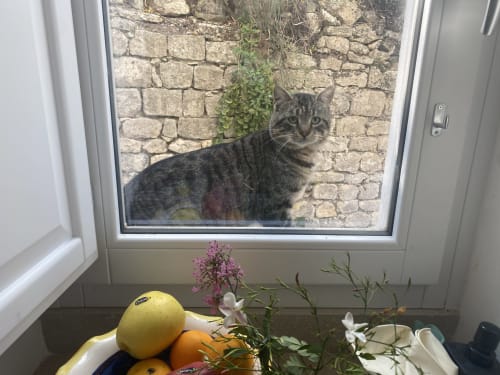 Gatto tigrato alla finestra del muro di pietra della villa Lovelyloft a Modica, Sicilia
