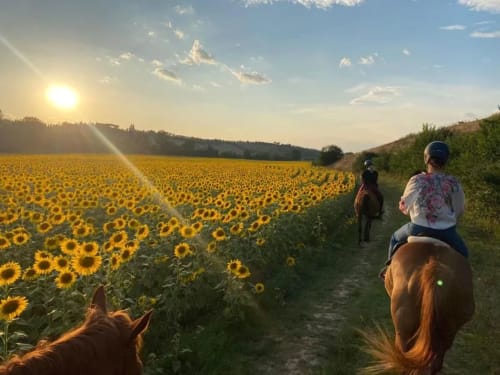Cavalli e cavalieri su sentiero rurale tra girasoli al tramonto presso B&B Cascina Tavella, Rivalta di Torino