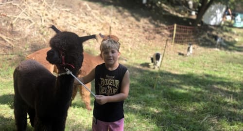 Giovane ragazzo con la corda di un alpaca marrone presso l'agriturismo Cascina Tavella a Rivalta di Torino