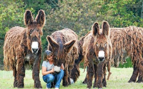 Femme caressant des ânes à la ferme de campagne du château de Mons Boubert en France
