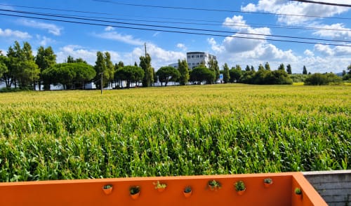 Campo de milho com cultivos verdes, árvores e edifício na House Park B&B em Esposende, Portugal