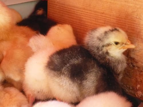 Jeunes poussins nés à La Ferme Buissonnière à Biol, France