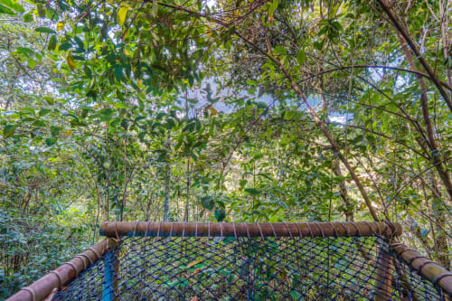 Pasarela entre copas de árboles en exuberante bosque verde de Sukha Glamping en Rionegro, Colombia