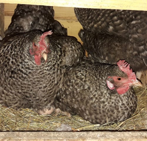 Poules Grises en train de pondre dans la paille à La Ferme Buissonnière, gîte rural à Biol, France