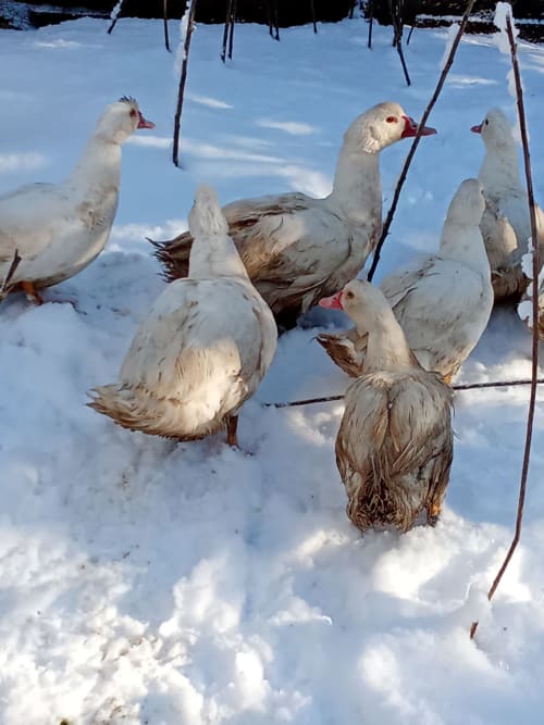 Canards de Barbarie dans la neige à La Ferme Buissonnière, gîte rural français à Biol