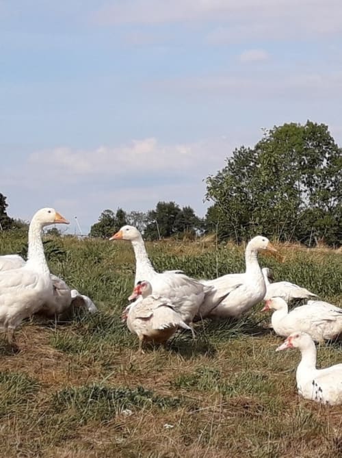 Des oies blanches et des canards pâturant dans les champs de La Ferme Buissonnière, Biol, France