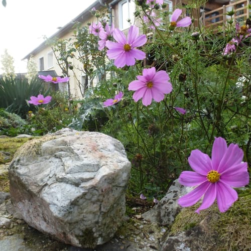 Cosmos roses en fleur au jardin de La Ferme Buissonnière à Biol, France