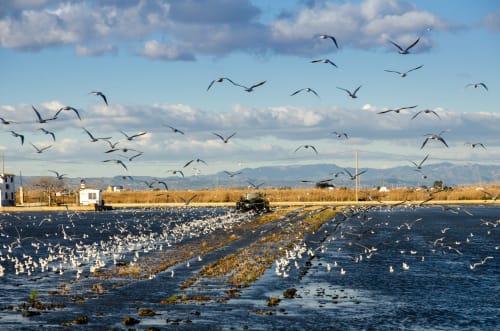 Gran bandada de pájaros volando sobre los humedales de Cal Xot, casa rural en Poble Nou del Delta, España