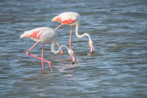 Tres flamencos vadean en aguas someras cerca de Cal Xot, Poble Nou del Delta, España