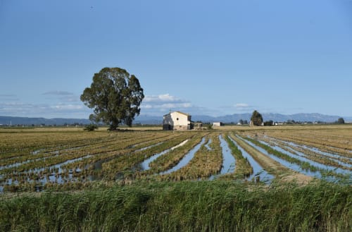 Cal Xot B&B en Poble Nou del Delta rodeado de arrozales inundados y árboles