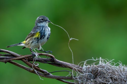 Small songbird with yellow wing patches perched on branch with nesting material, Résidence des Sables