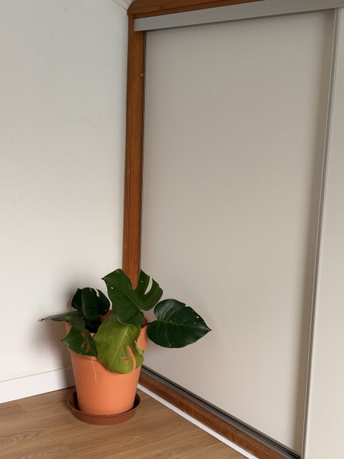 Potted plant with green leaves in orange pot near window at La Villa Maraloupia villa in Les Avirons