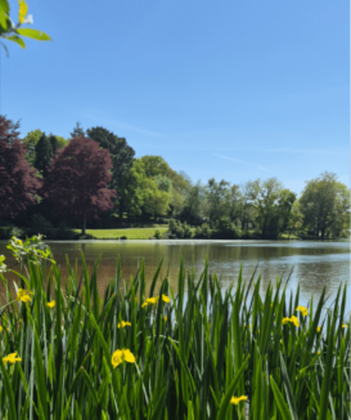 Jardin au bord du lac de l'hôtel Aux Genêts d'Or à Trévé avec fleurs jaunes, pelouse verte et arbres se reflétant dans l'eau