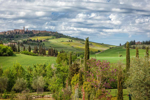 Dolci colline toscane con cipressi e fiori in fiore presso l'Agriturismo Marinello a Pienza, Italia