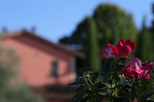 Rose rosse in fiore a La Casa dei Tigli, bed and breakfast a Cannara, Italia, con villa e giardino sfocati sullo sfondo