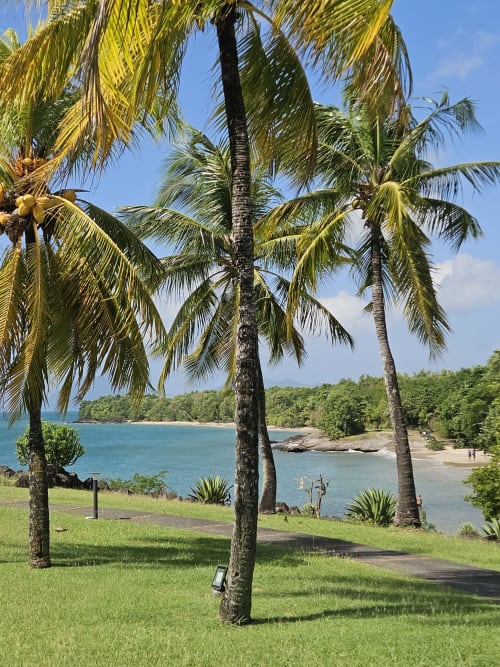 Vue tropicale depuis Ti Oasis à Sainte-Luce avec palmiers, eau turquoise et jardins luxuriants