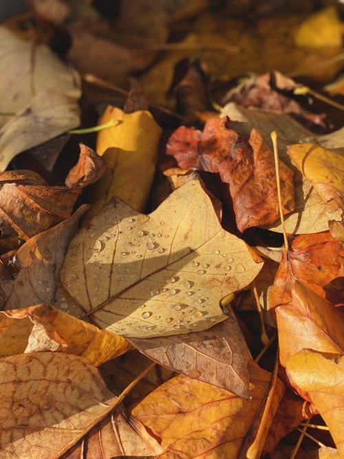 Feuilles d'automne couvertes de rosée aux Granges De Pil Bara, un charmant gîte à Langoat, France