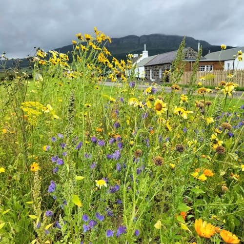 Wildflower garden with yellow and purple blooms at Ballymultimber Cottages in Limavady, mountains visible beyond
