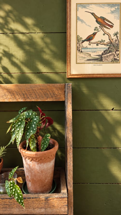 Mur vert avec étagère en bois, plante pois blanc en pot et gravure colibri à La Maison 1903 B&B, Trévou-Tréguignec